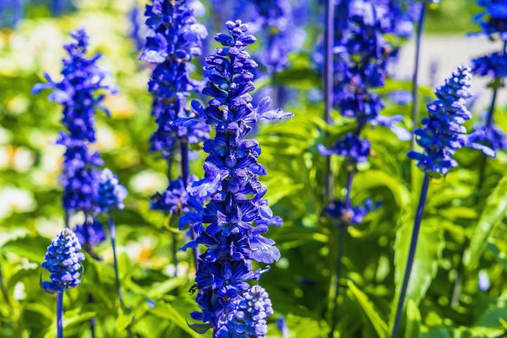 July Birth Month Flower Images Best Flower Site   Larkspur Blue Full Width 